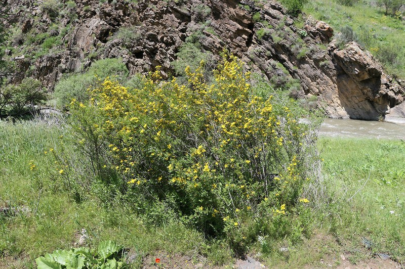 Rosa ecae photo 3