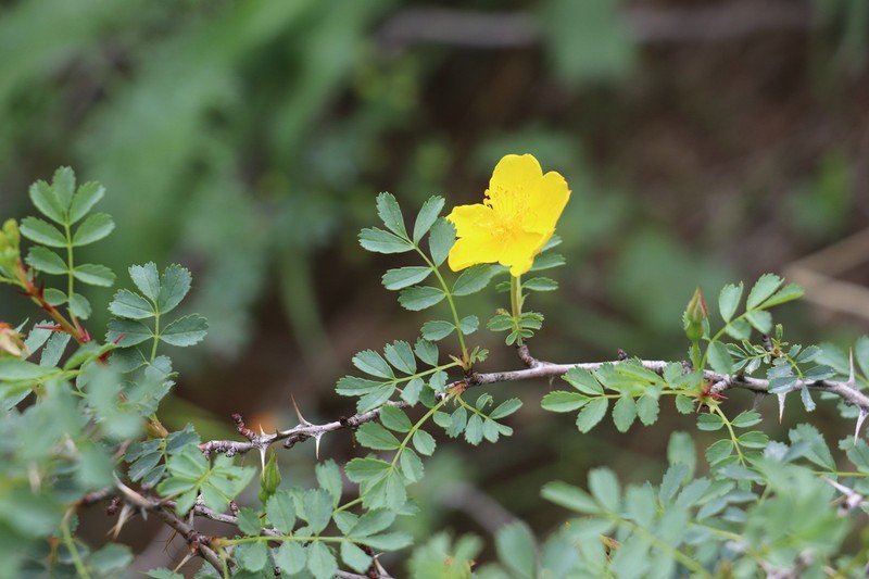 Rosa ecae photo 5