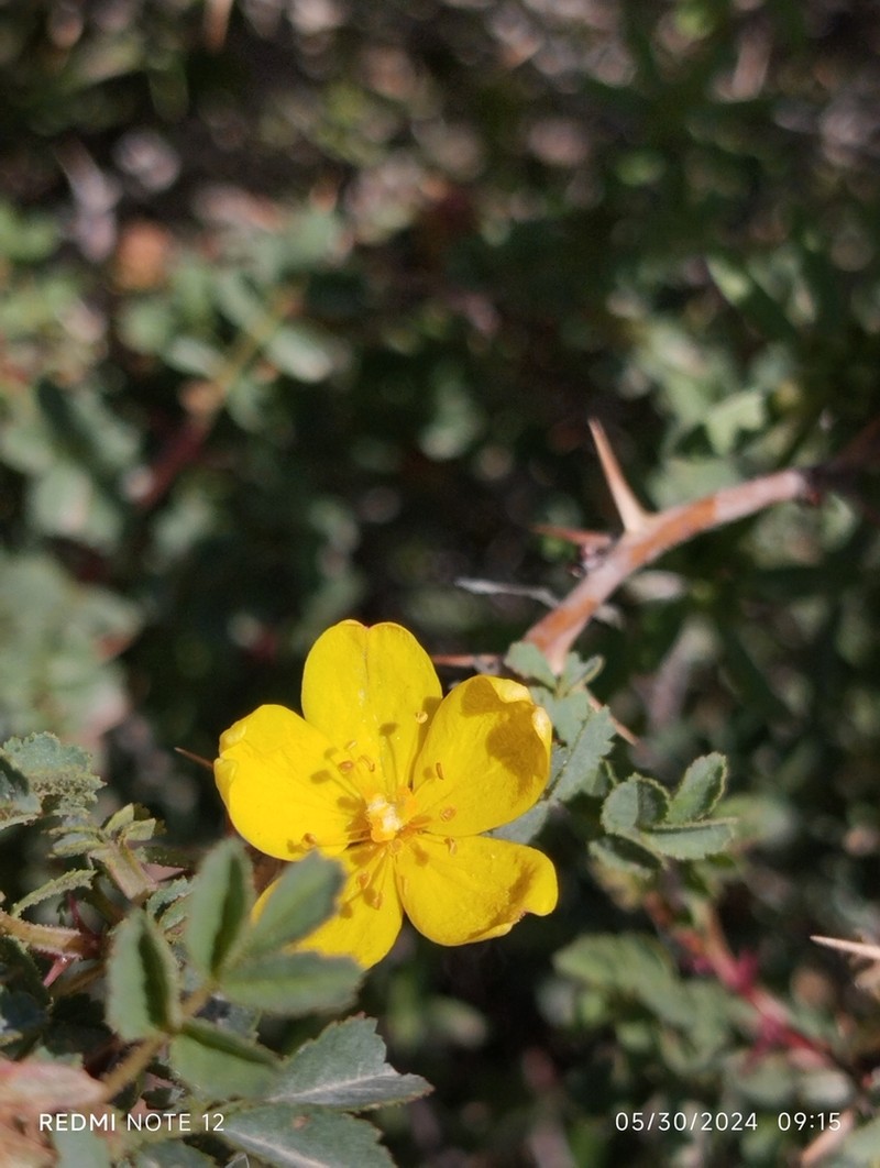 Rosa ecae photo 6