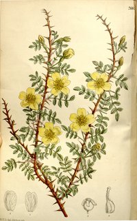 Rosa ecae