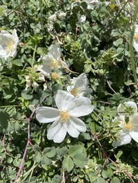 Rosa elymaitica