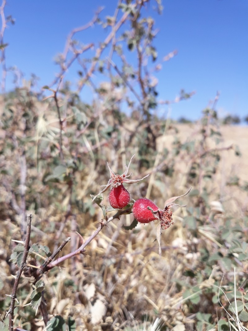 Rosa elymaitica photo 2