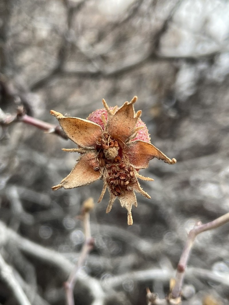 Rosa elymaitica photo 3