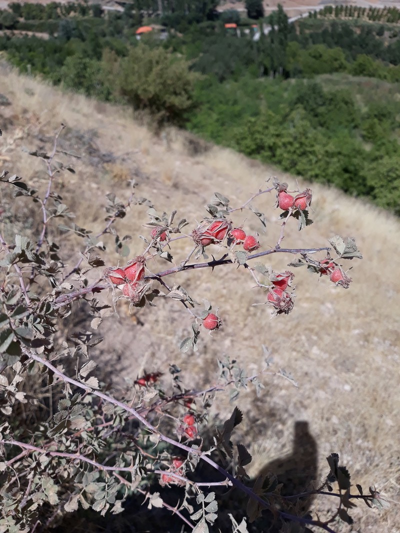 Rosa elymaitica photo 4
