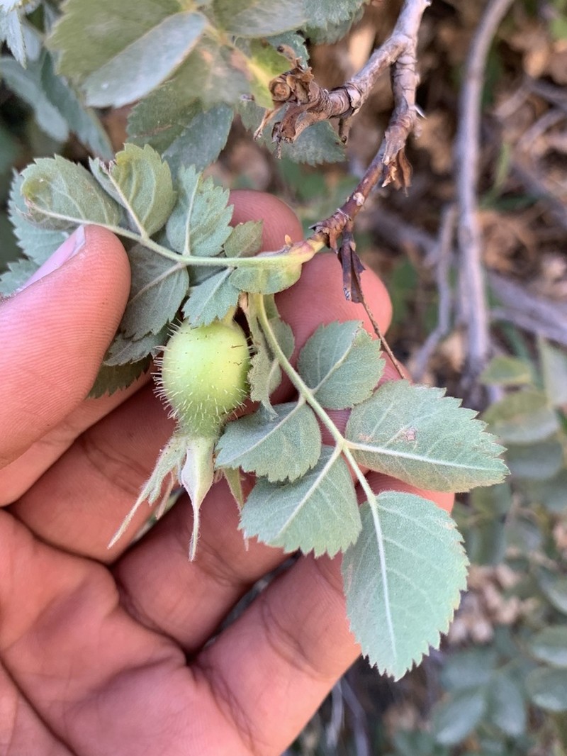 Rosa elymaitica photo 5