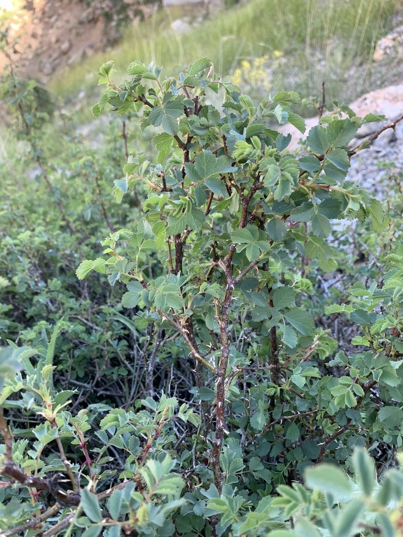 Rosa elymaitica photo 6