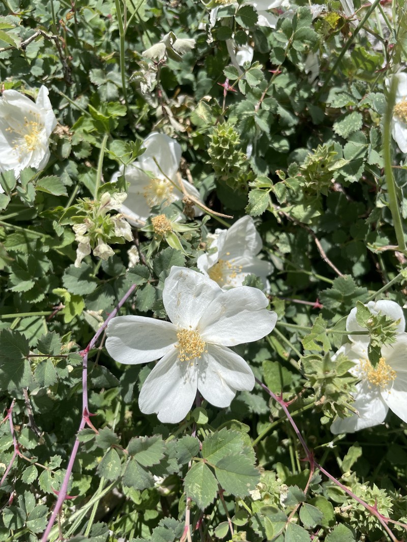 Rosa elymaitica photo 7