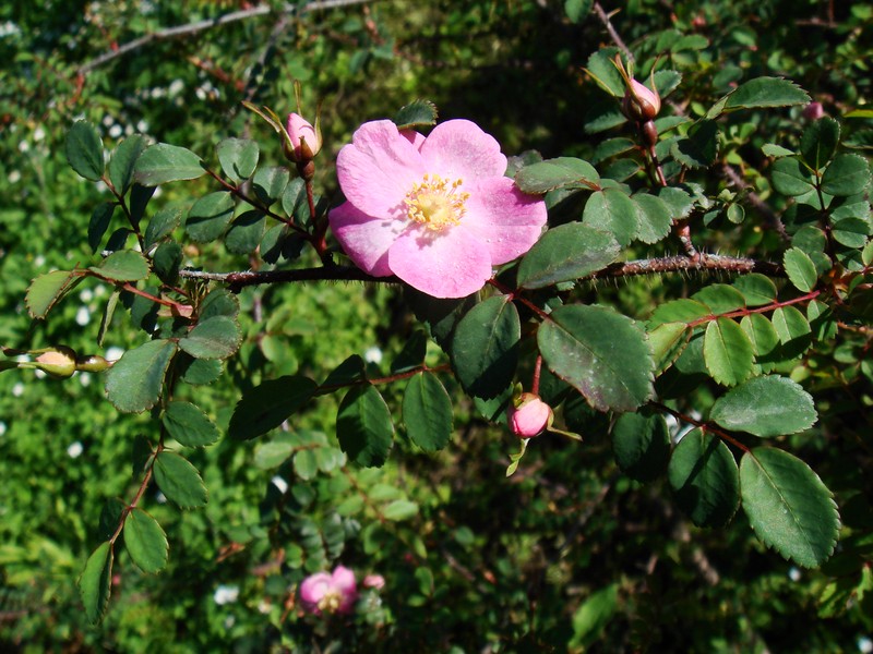 Rosa farreri photo 8