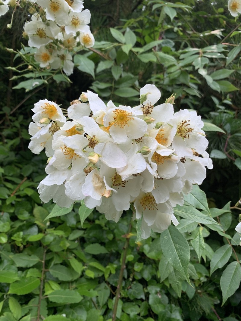 Rosa filipes photo 2