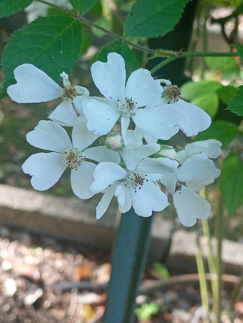 Rosa filipes photo 3