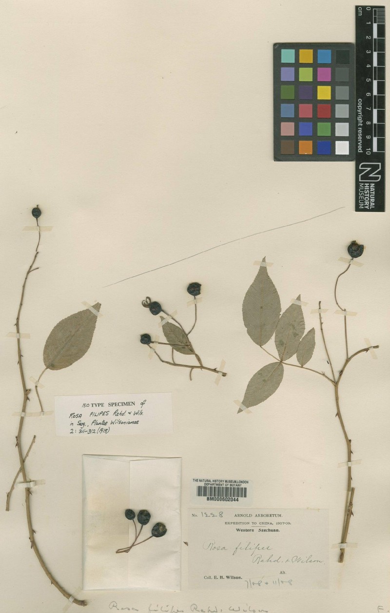 Rosa filipes photo 4