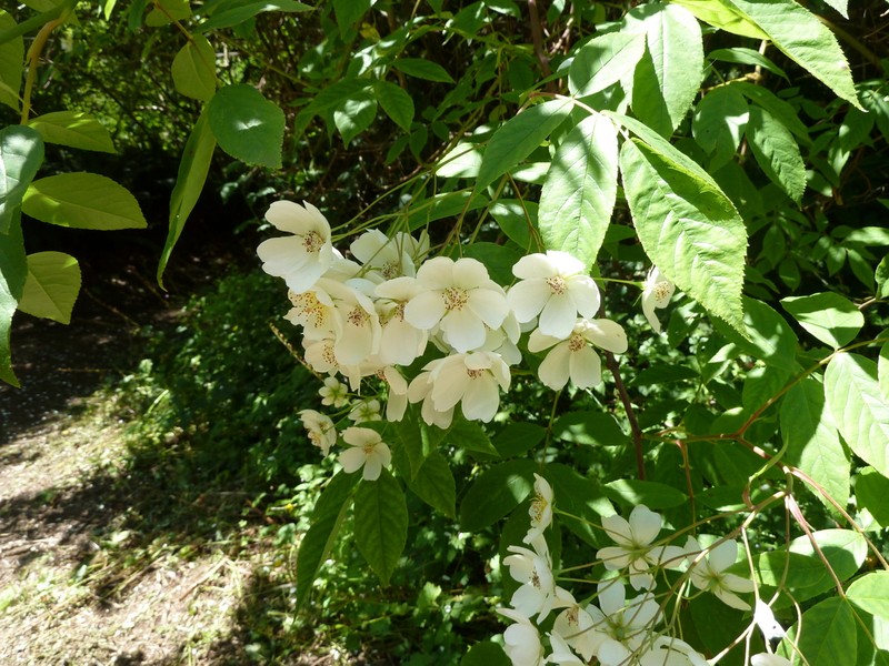 Rosa filipes