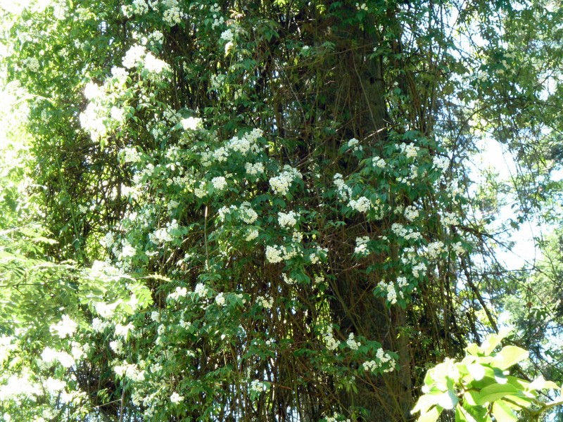 Rosa filipes photo 6