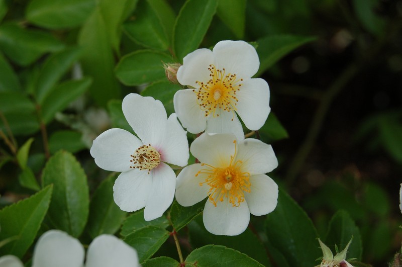 Rosa filipes photo 7