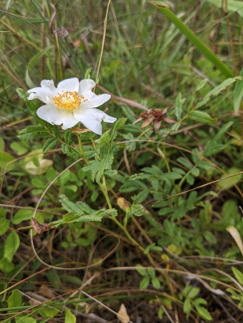 White Prairie Rose