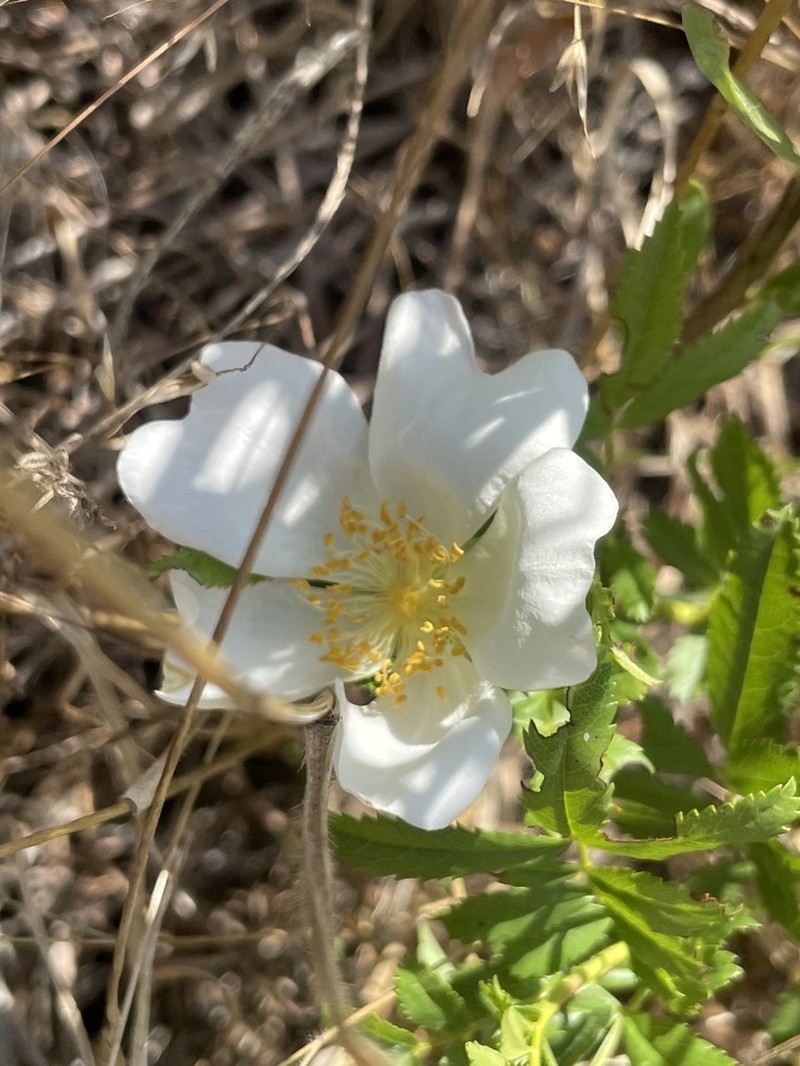 White Prairie Rose photo 2