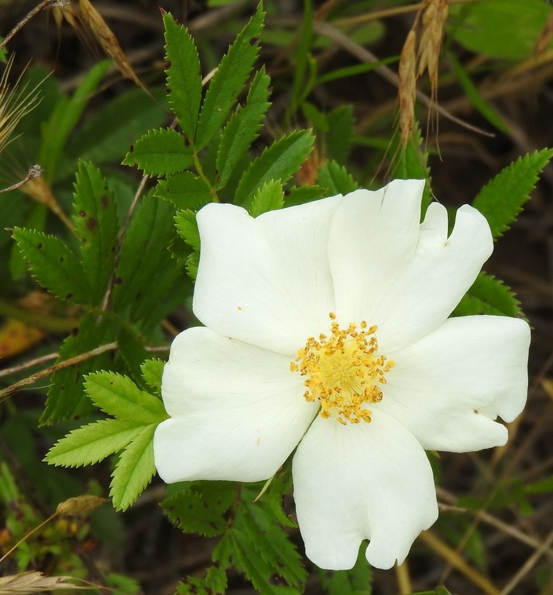 White Prairie Rose photo 3