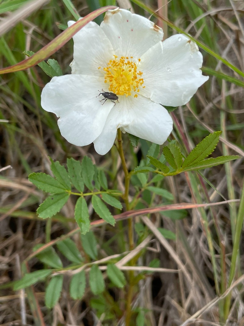 White Prairie Rose photo 5