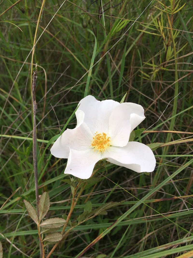 White Prairie Rose photo 6