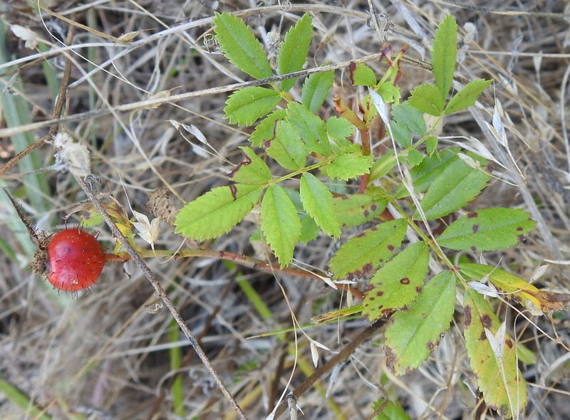 White Prairie Rose photo 7