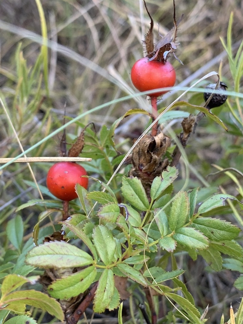 White Prairie Rose photo 8