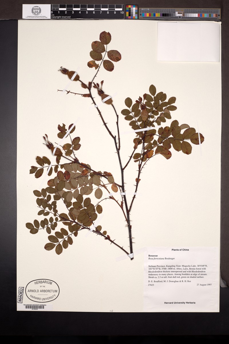Rosa forrestiana photo 2