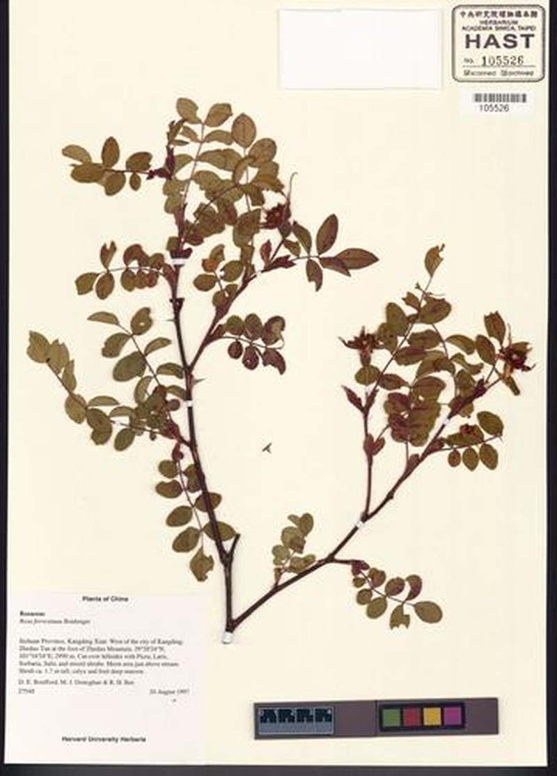 Rosa forrestiana photo 4