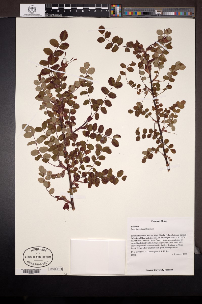Rosa forrestiana photo 5