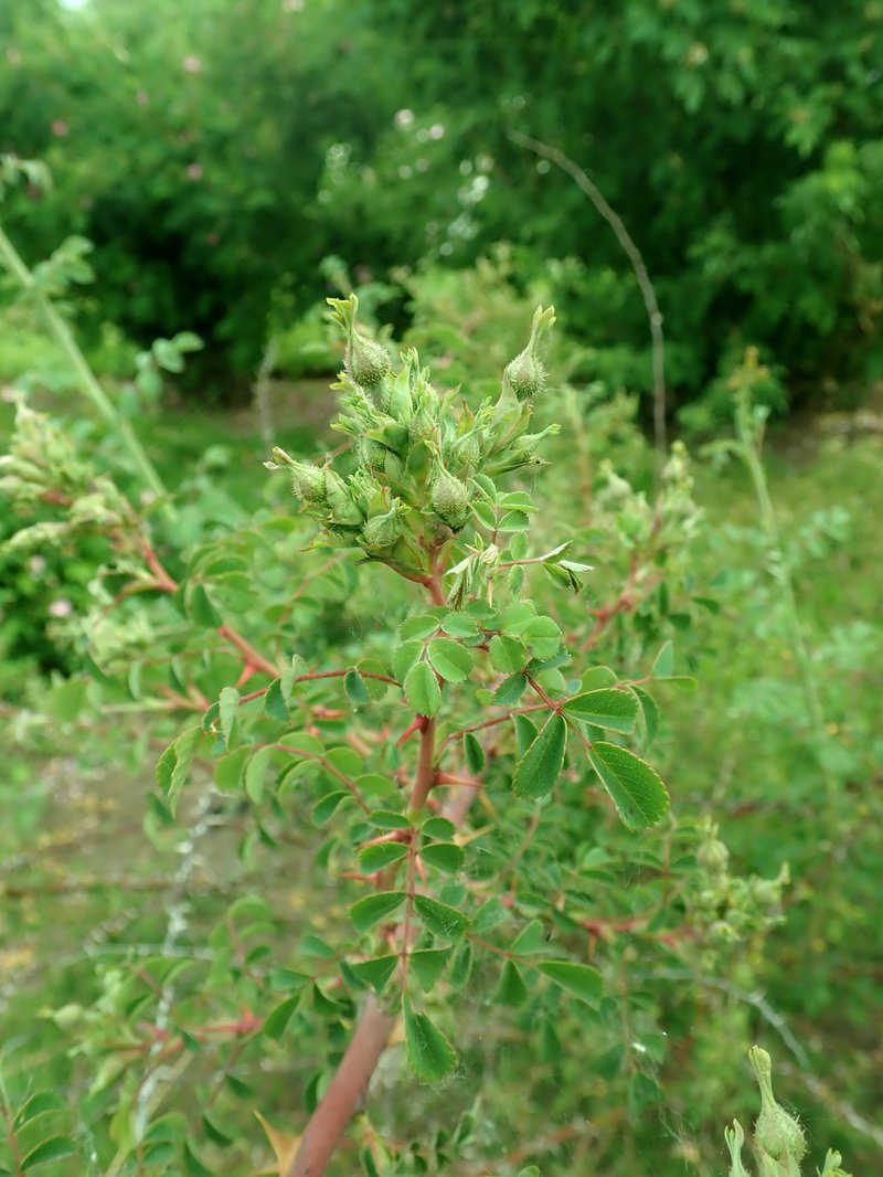 Rosa forrestiana