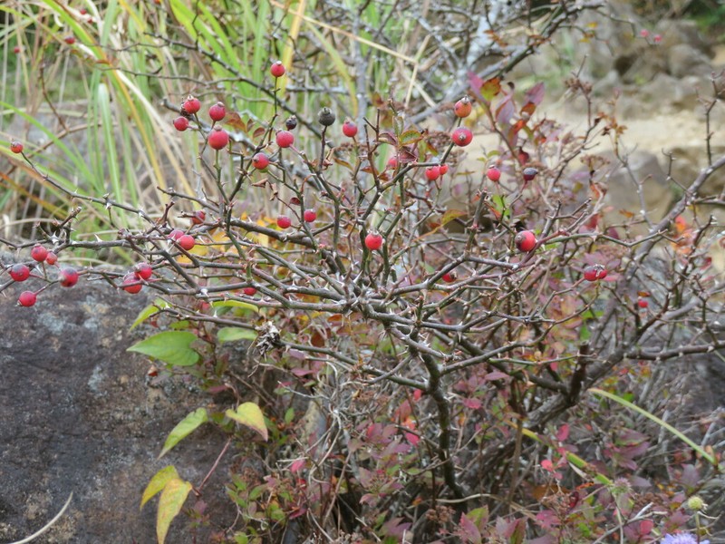 Rosa fujisanensis photo 2
