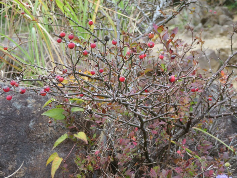 Rosa fujisanensis photo 3