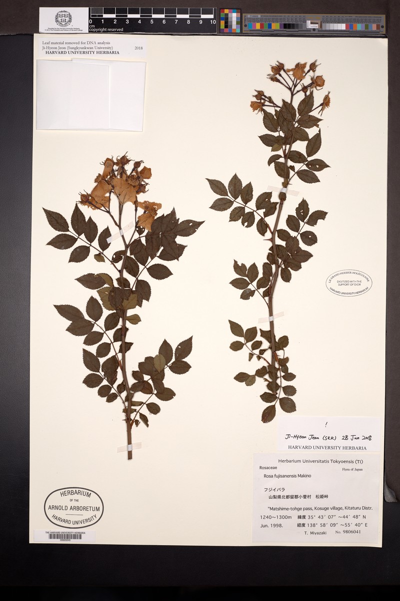 Rosa fujisanensis photo 4