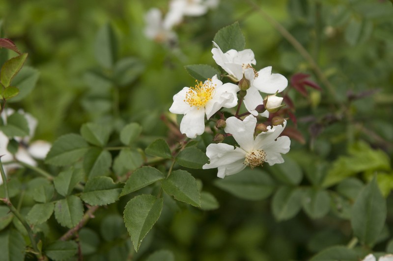 Rosa fujisanensis