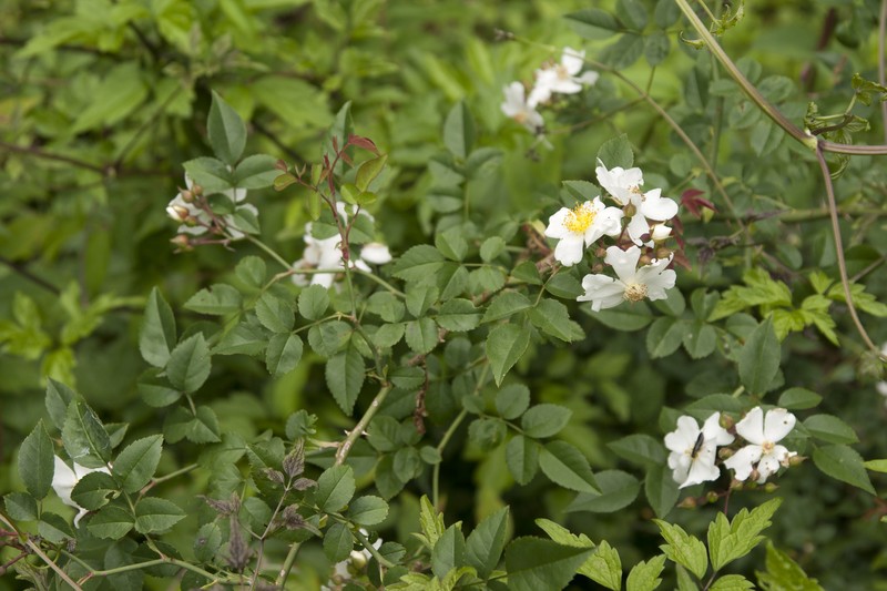 Rosa fujisanensis photo 5