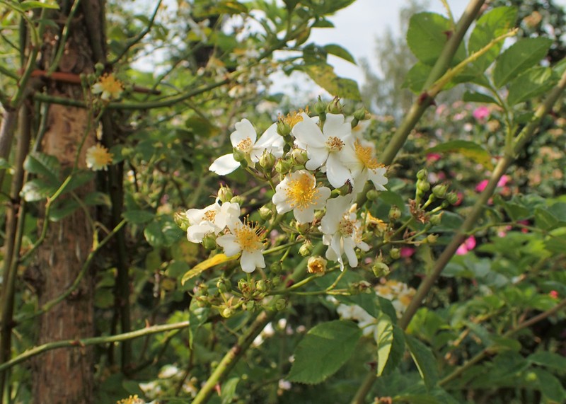 Rosa fujisanensis photo 6