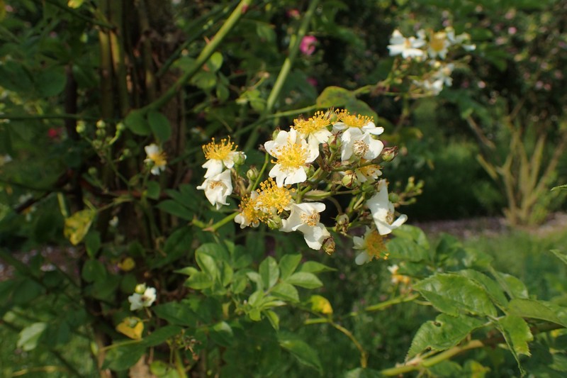 Rosa fujisanensis photo 7