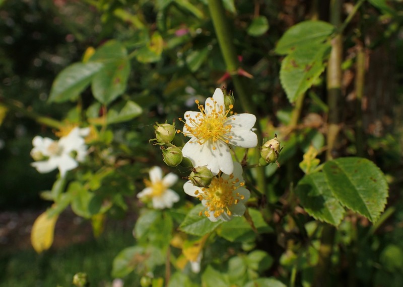 Rosa fujisanensis photo 8