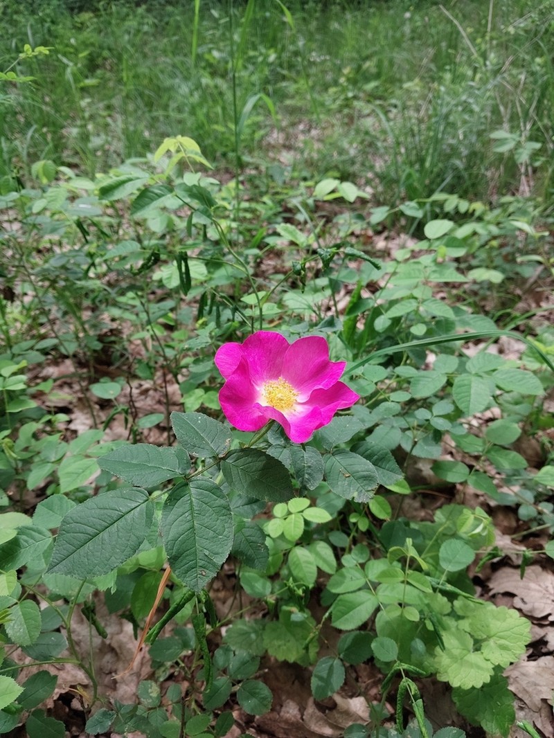 French Rose photo 5