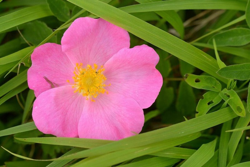 French Rose photo 6