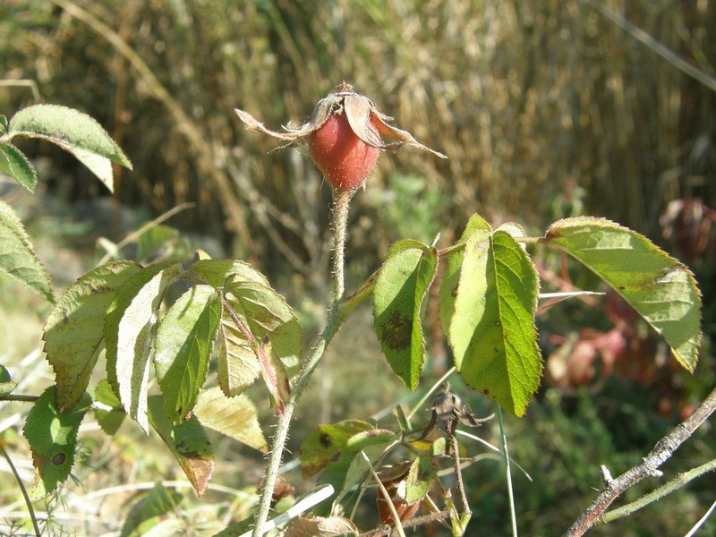 French Rose photo 7