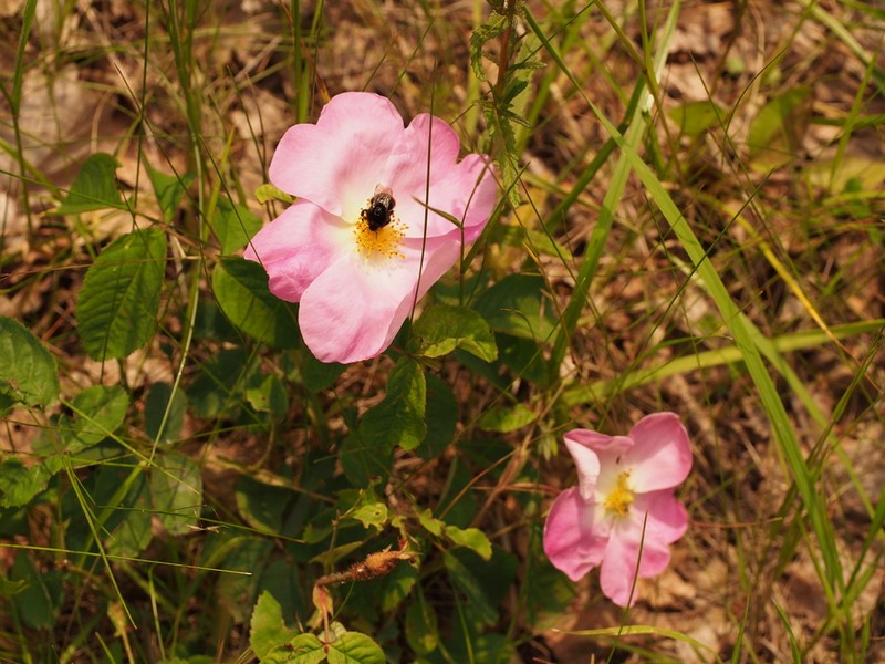 French Rose photo 8