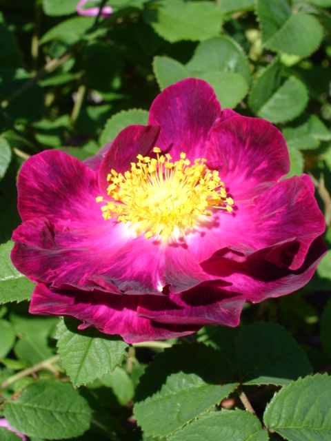 French Rose photo 3