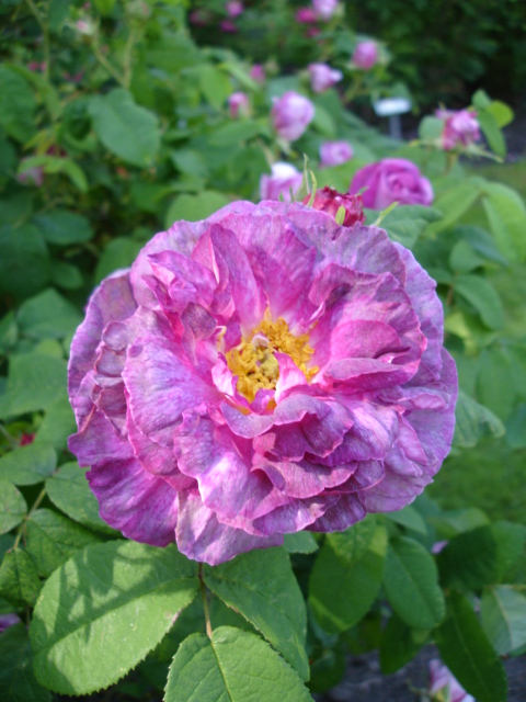 French Rose photo 4