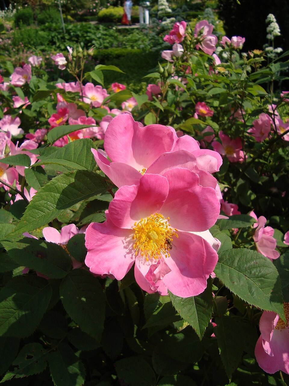 French Rose photo 5