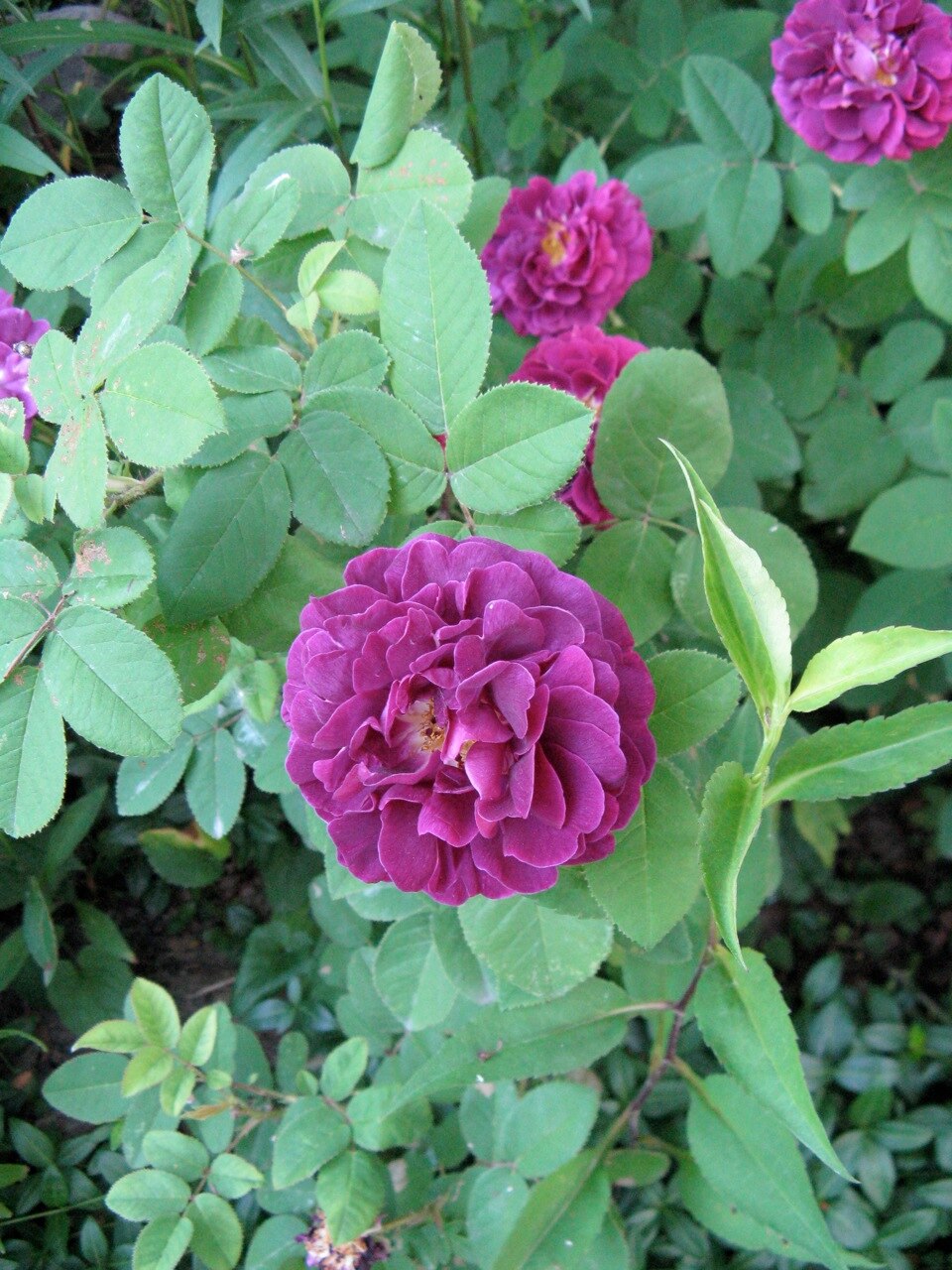 French Rose photo 6