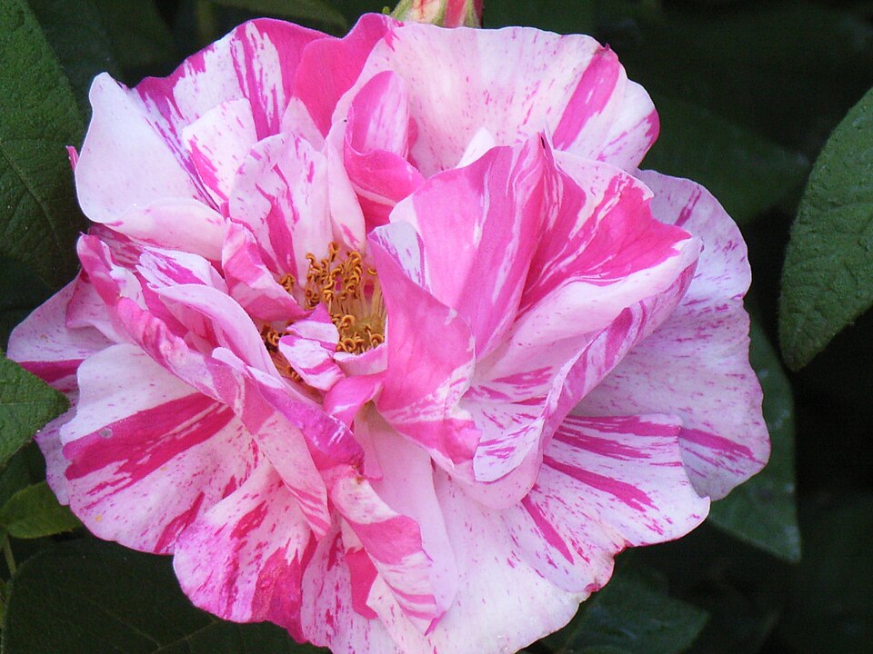 French Rose photo 7