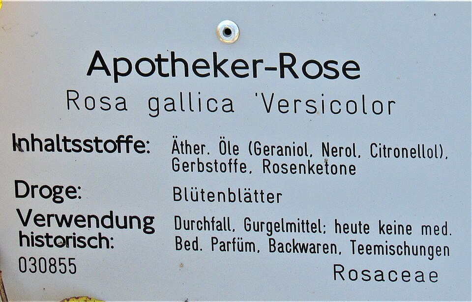 French Rose photo 8
