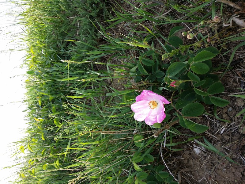 French Rose photo 2