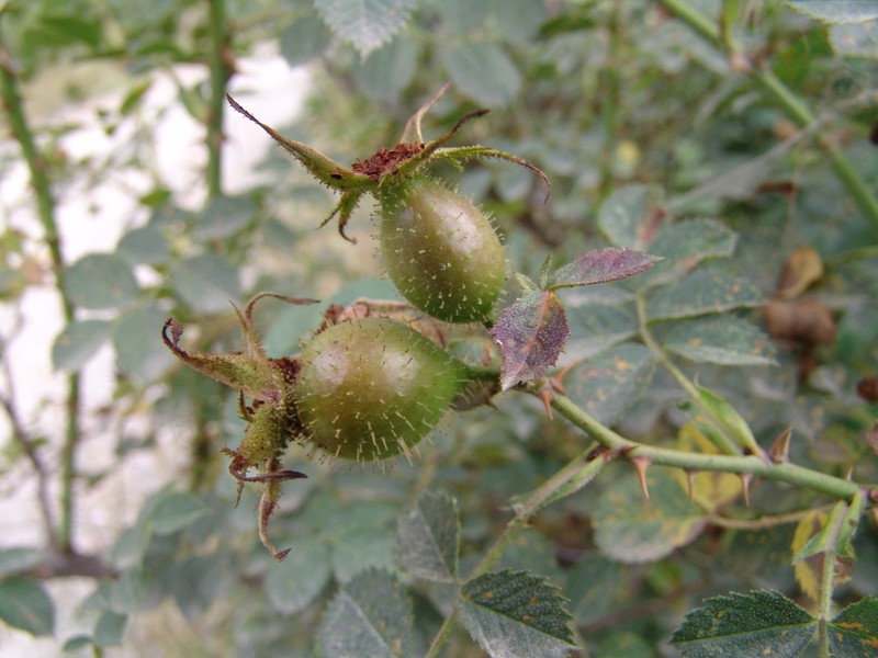 Rosa galushkoi photo 2