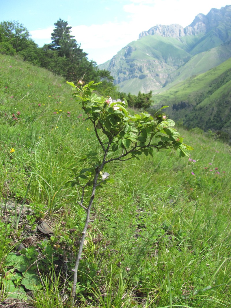 Rosa galushkoi photo 4